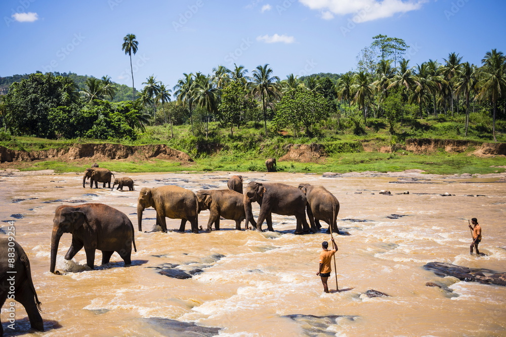 Pinnawala Elephant Orphanage, Elephants and mahouts in the Maha Oya River near Kegalle in the Hill Country of Sri Lanka Pinnawala Elephant Orphanage, Elephants and mahouts in the Maha Oya River near Kegalle in the Hill Country of Sri Lanka