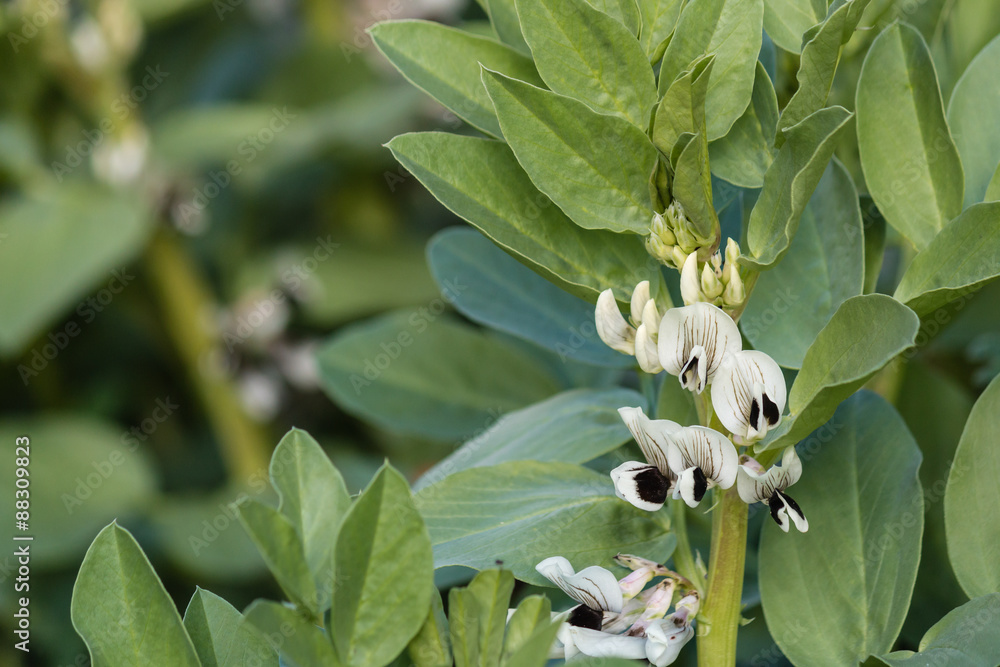 Obraz premium closeup of broad bean flowers and leaves