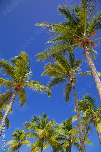 Wallpaper Mural Palm trees, Long Bay, Antigua, Leeward Islands  Torontodigital.ca