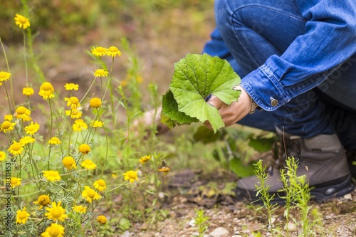 Woman picking clotsfoot leaves for drying