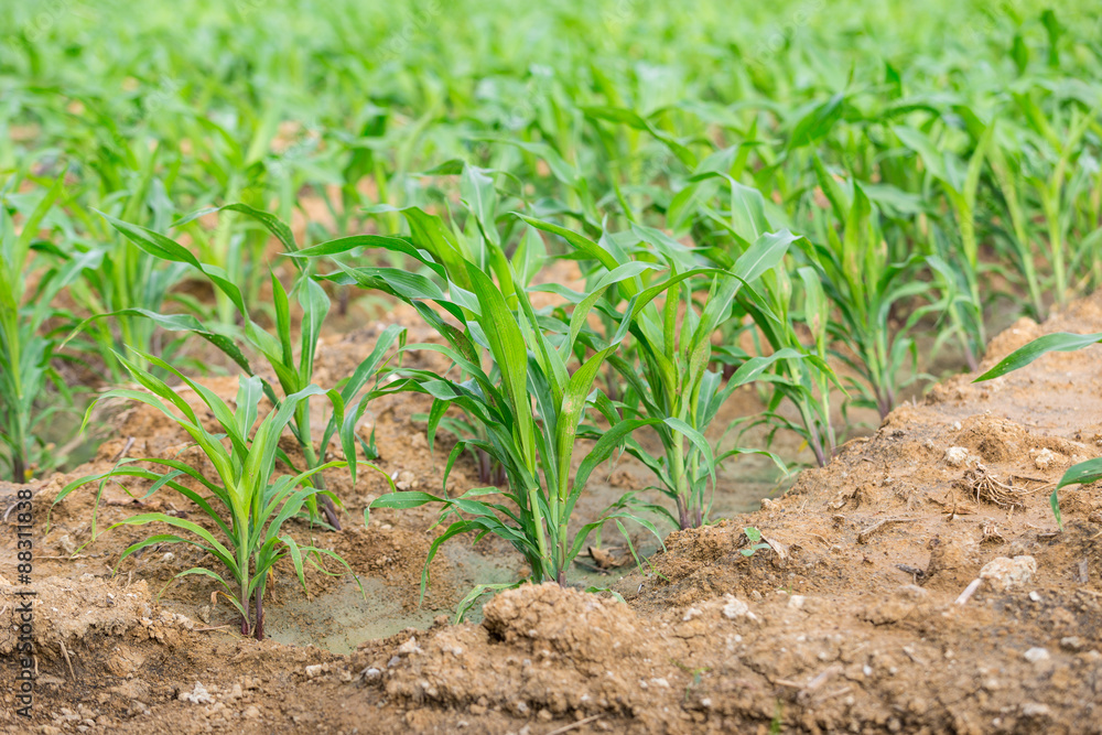 corn farm corn farm