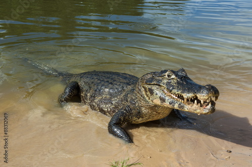 Alligator (Yacare caiman), Pantanal, Brazil photo