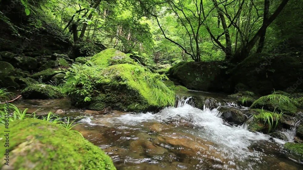 渓流と新緑(東京奥多摩の海澤の三滝) パン右 渓流と新緑(東京奥多摩の海澤の三滝) パン右