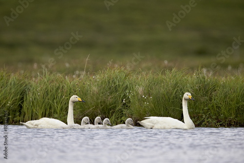 Whooper Swan (Cygnus cygnus) and four cygnets swimming, Iceland photo