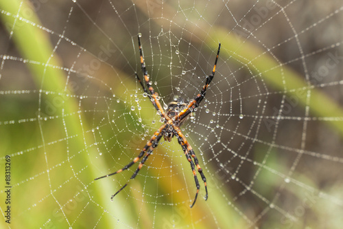 Macro di un ragno giallo e nero su una ragnatela gigante, bagnata con gocce di rugiada