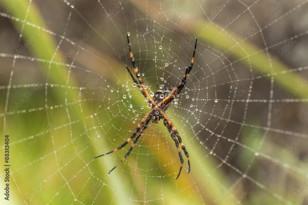 Macro di un ragno giallo e nero su una ragnatela gigante, bagnata con gocce di rugiada Macro di un ragno giallo e nero su una ragnatela gigante, bagnata con gocce di rugiada
