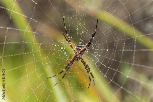 Macro di un ragno giallo e nero su una ragnatela gigante, bagnata con gocce di rugiada