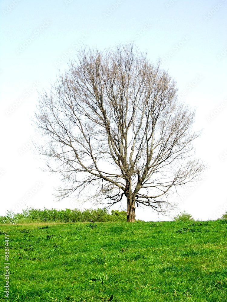 Obraz premium 草原の枯れ木