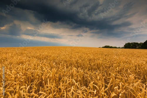 Storm clouds over wheat field. © milosz_g