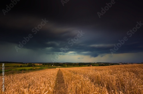 Storm clouds over wheat field.