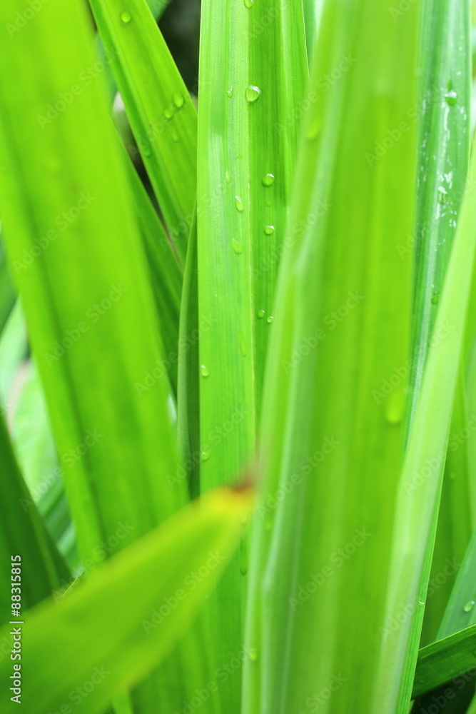 Green pandanus leaf Green pandanus leaf