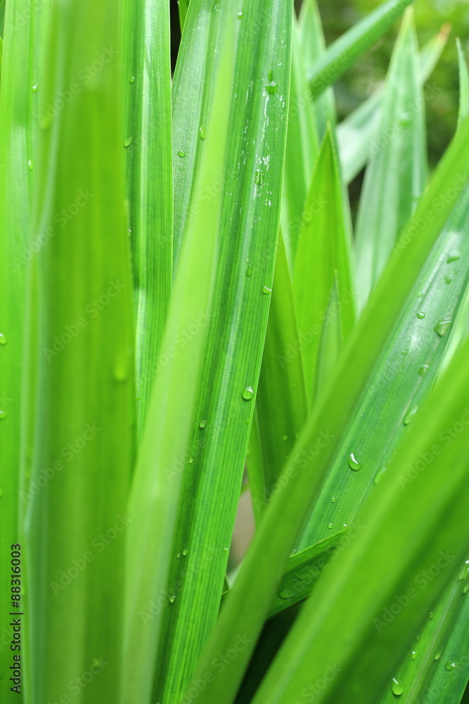 Green pandanus leaf Green pandanus leaf