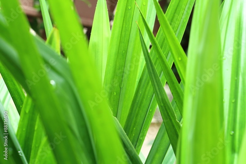 Green pandanus leaf