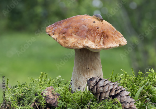 Белый гриб, улитка и шишка