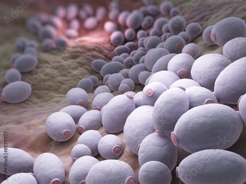Photos Candida albicans bacteria