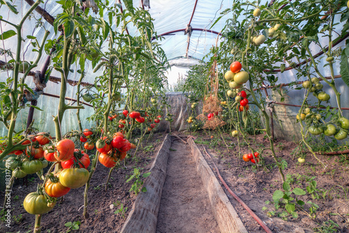 Przydomowa uprawa pomidorów