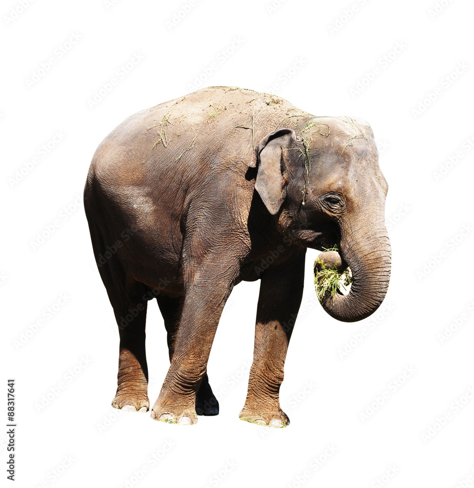 Obraz premium African elephant