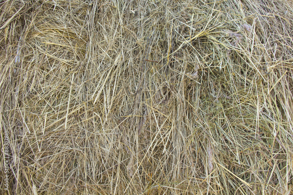 hay hay