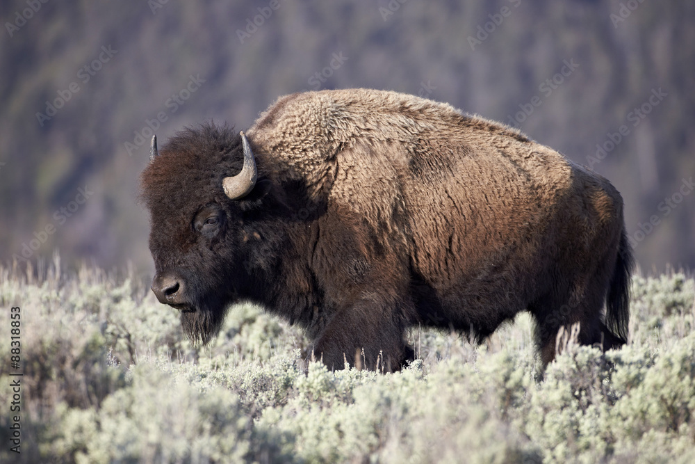 Bison (Bison bison) bull, Yellowstone National Park, Wyoming Bison (Bison bison) bull, Yellowstone National Park, Wyoming