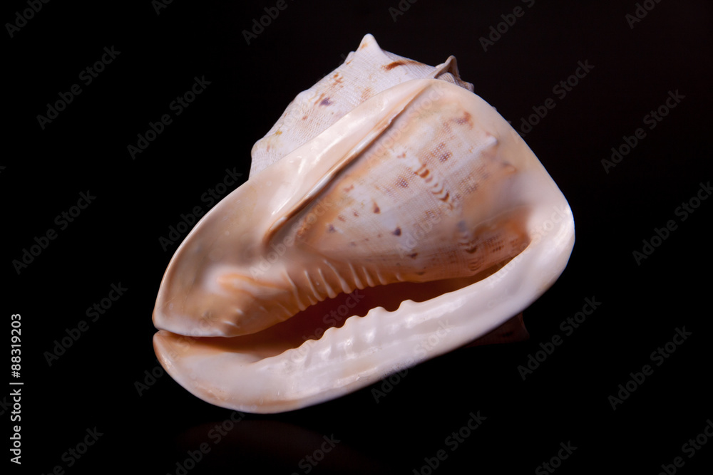 sea shell on black sea shell on black
