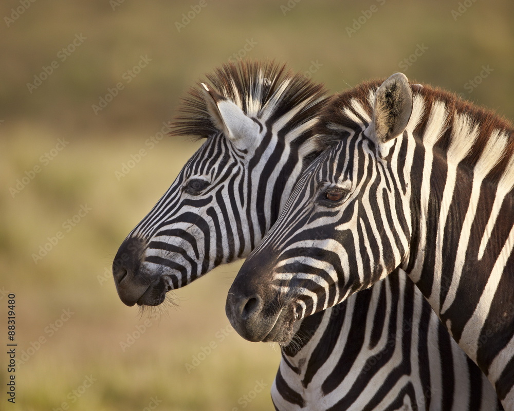 Tow common zebra (Plains zebra) (Burchell's zebra) (Equus burchelli), Addo Elephant National Park Tow common zebra (Plains zebra) (Burchell's zebra) (Equus burchelli), Addo Elephant National Park