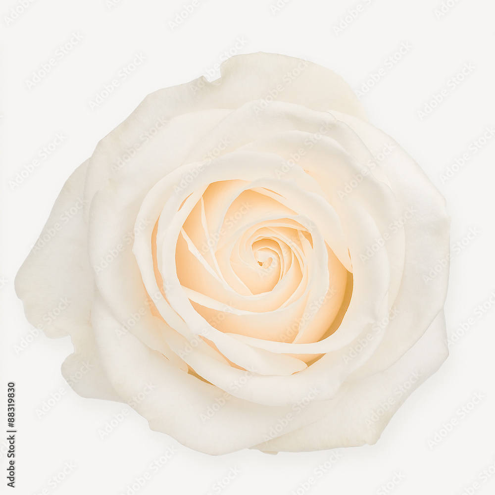 White rose White rose