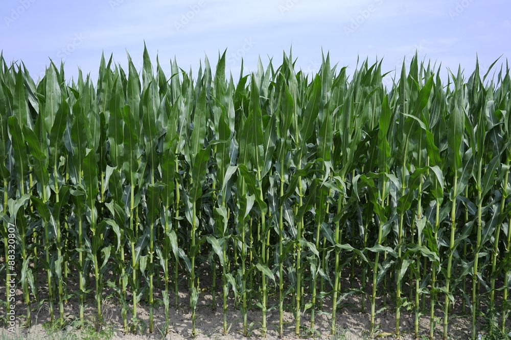 Fototapeta premium Maisfeld