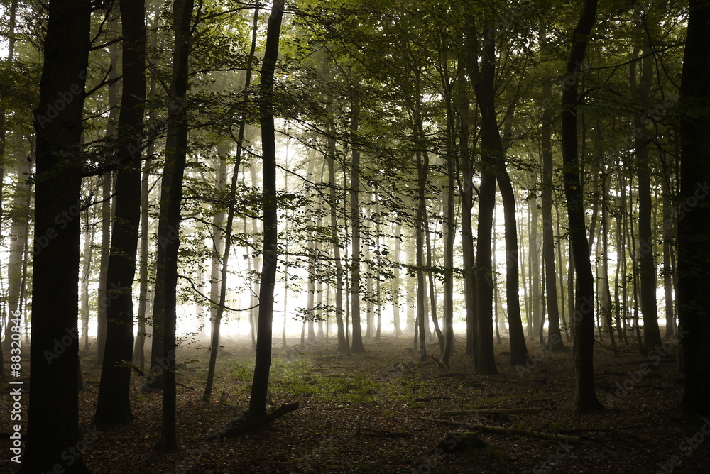 Obraz premium Wald im Nebel