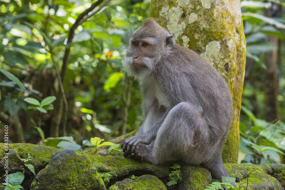 Long-tailed macaque (crab-eating macaque) (Macaca fascicularis), Sacred Monkey Forest, Ubud, Bali, Indonesia Long-tailed macaque (crab-eating macaque) (Macaca fascicularis), Sacred Monkey Forest, Ubud, Bali, Indonesia
