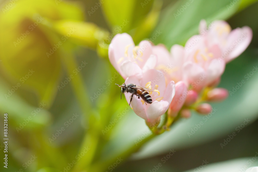 Fototapeta premium Bee on a flower
