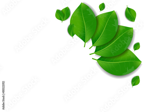 Ecology concept green leaves