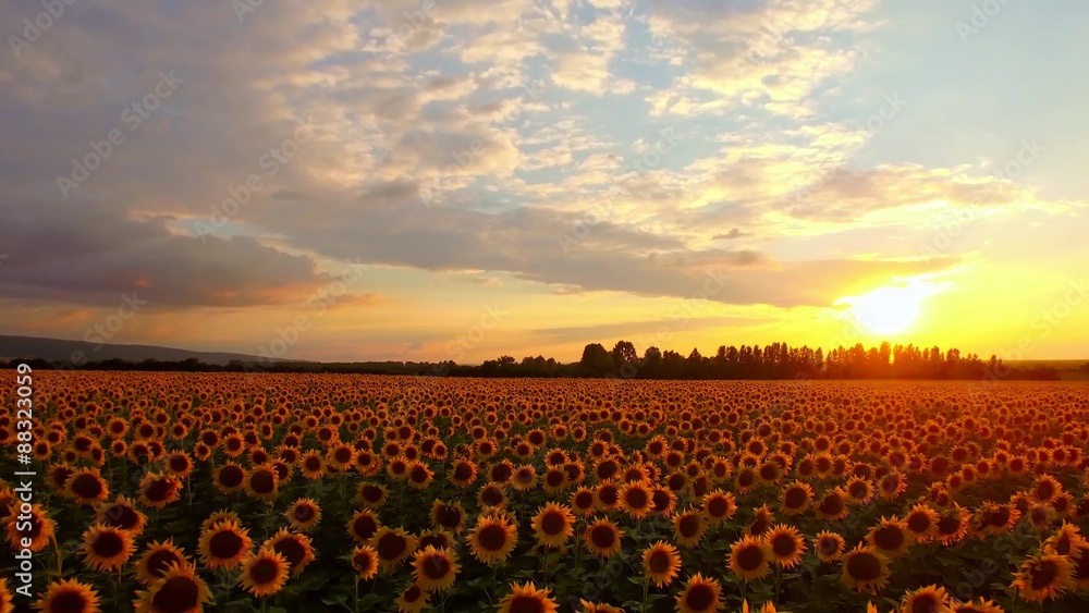 Beautiful Sunset Over Sunflower Field Fly Over Pan Aerial Close Stock ...