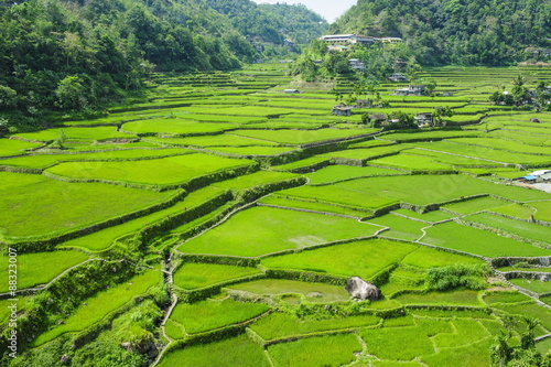Hapao rice terraces, Banaue, Luzon, Philippines #88323007