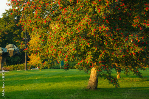 Foto Big rowan tree and ripe berries