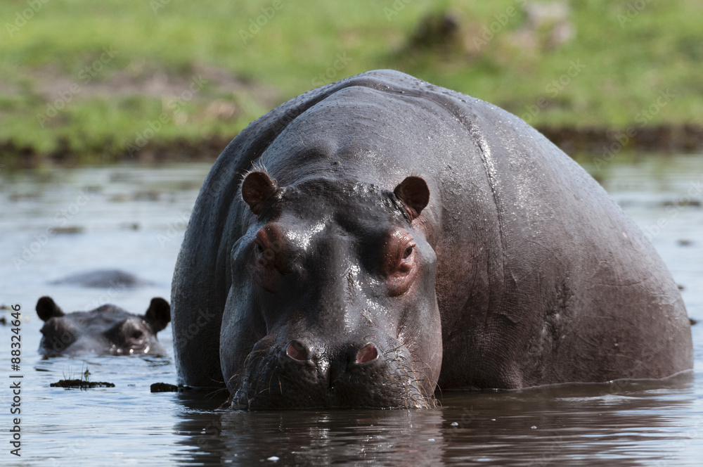 Hippopotamus (Hippopotamus amphibius), Khwai Concession Area, Okavango Delta, Botswana
