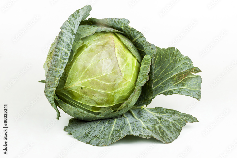 Fototapeta premium Freshly Picked Cabbage with Tight Folded Leaves