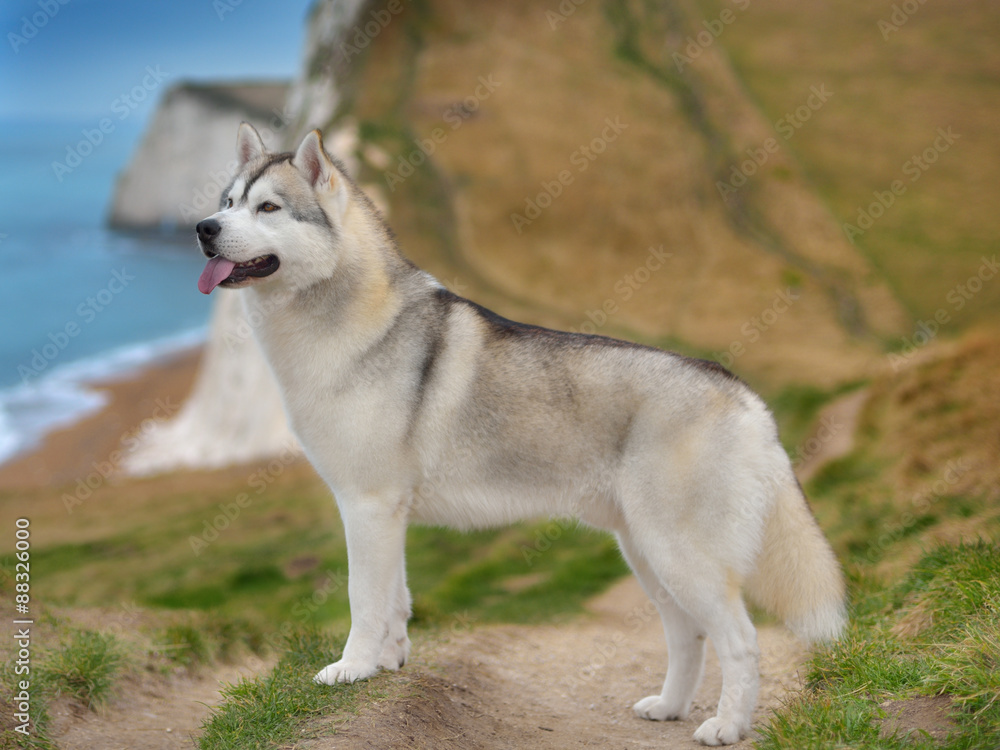 Siberian Husky Siberian Husky