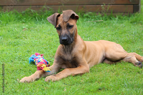Rhodesian Ridgeback Welpe 12.Wochen alt spielt