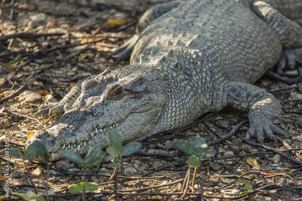 Wild saltwater crocodile (Crocodylus porosus) on the banks of the Hunter River, Mitchell River National Park, Kimberley, Western Australia Wild saltwater crocodile (Crocodylus porosus) on the banks of the Hunter River, Mitchell River National Park, Kimberley, Western Australia