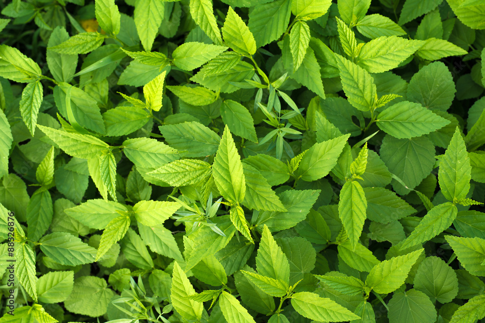 green leaves background green leaves background