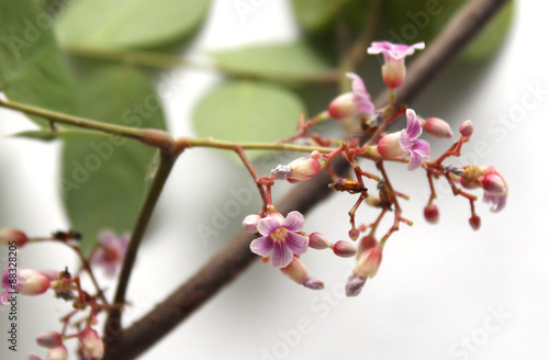 flower of star fruit