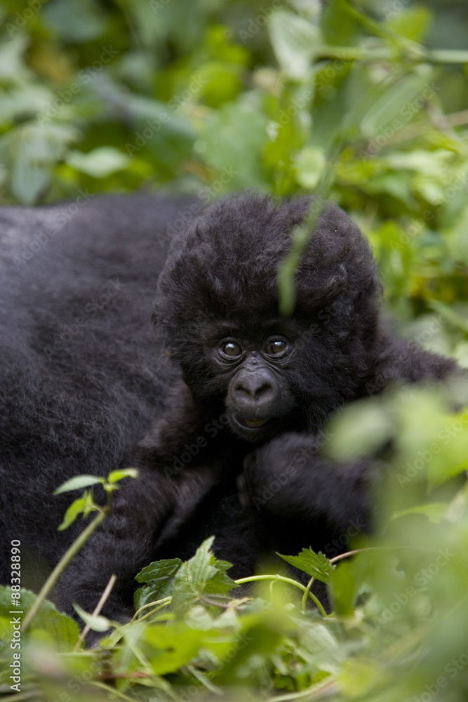 Young mountain gorilla (Gorilla gorilla beringei), Kongo, Rwanda Young mountain gorilla (Gorilla gorilla beringei), Kongo, Rwanda