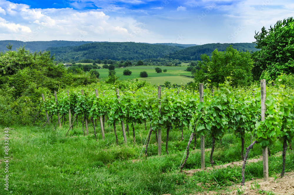 Nature. Vineyard.