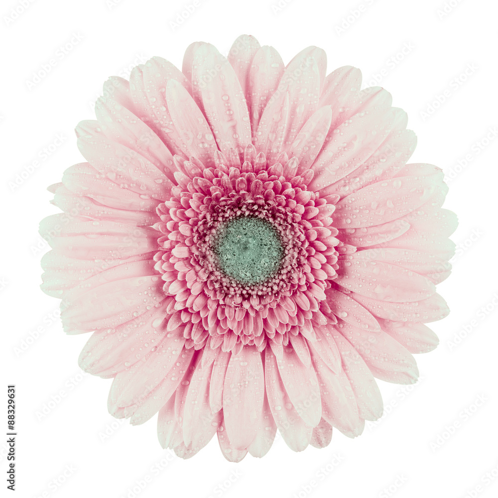 Pink Gerbera