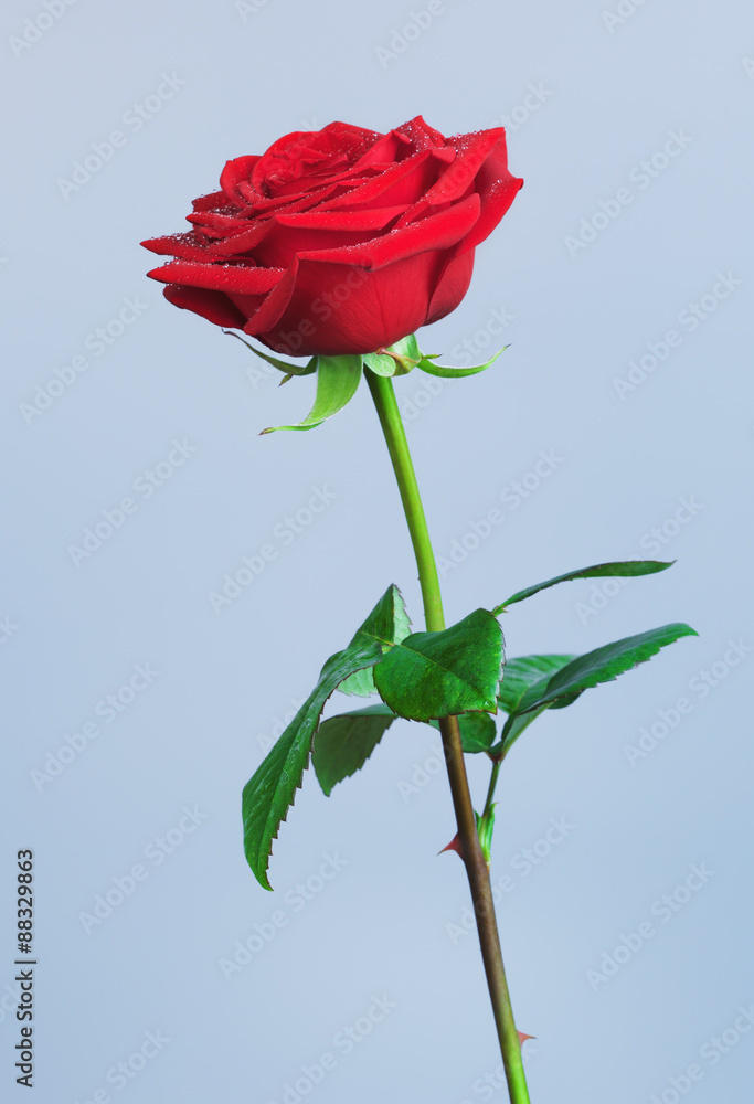 Obraz premium Red Rose Flower