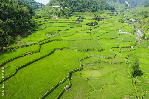 Hapao rice terraces, Banaue, Luzon, Philippines #88329829