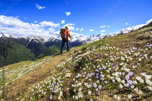 Hiker walking along a trail surrounded by spring flowers near Cima della Rosetta in the Orobie Alps, Lombardy photo