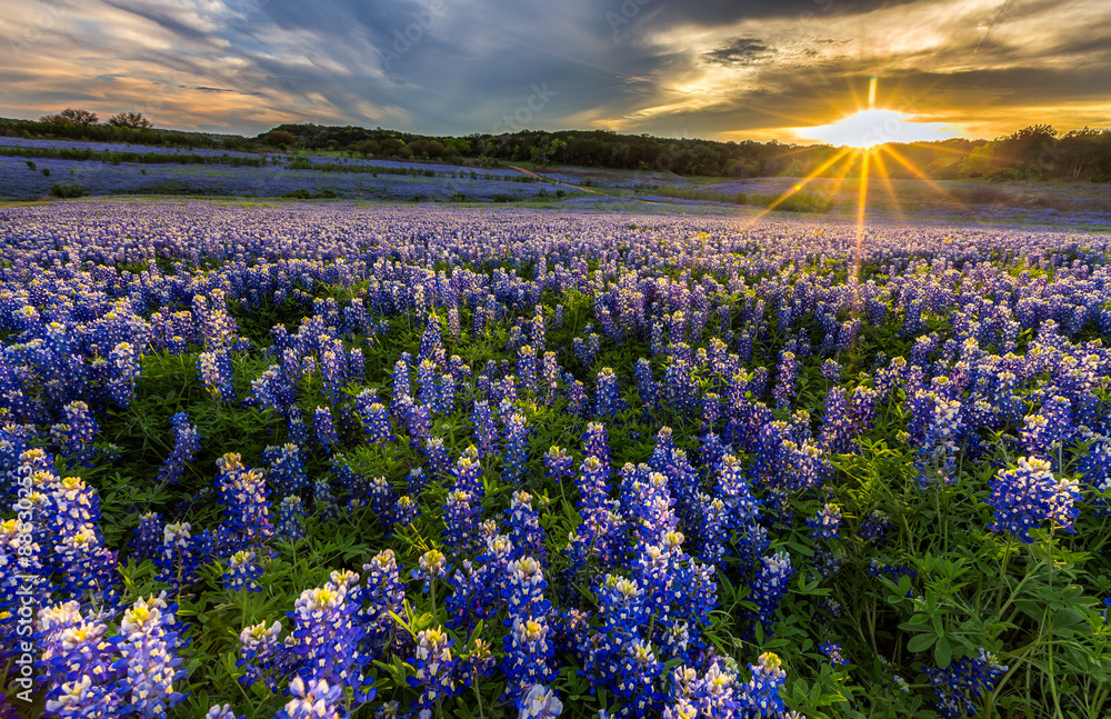 Obraz premium Texas bluebonnet field in sunset at Muleshoe Bend
