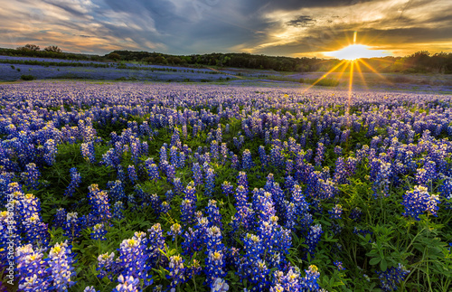 Texas bluebonnet field in sunset at Muleshoe Bend photo