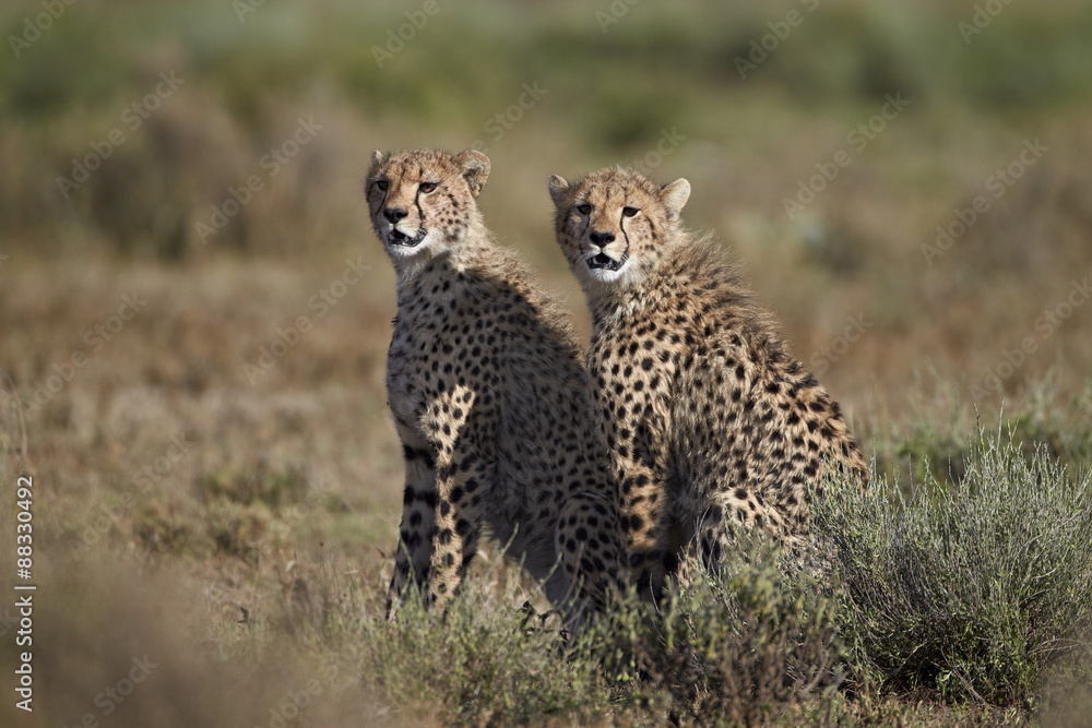 Two cheetah (Acinonyx jubatus), Serengeti National Park, Tanzania Two cheetah (Acinonyx jubatus), Serengeti National Park, Tanzania